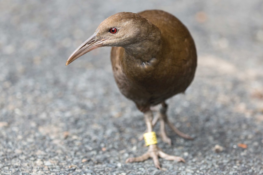 A Lord Howe Island Woodhen stepping onto a road.