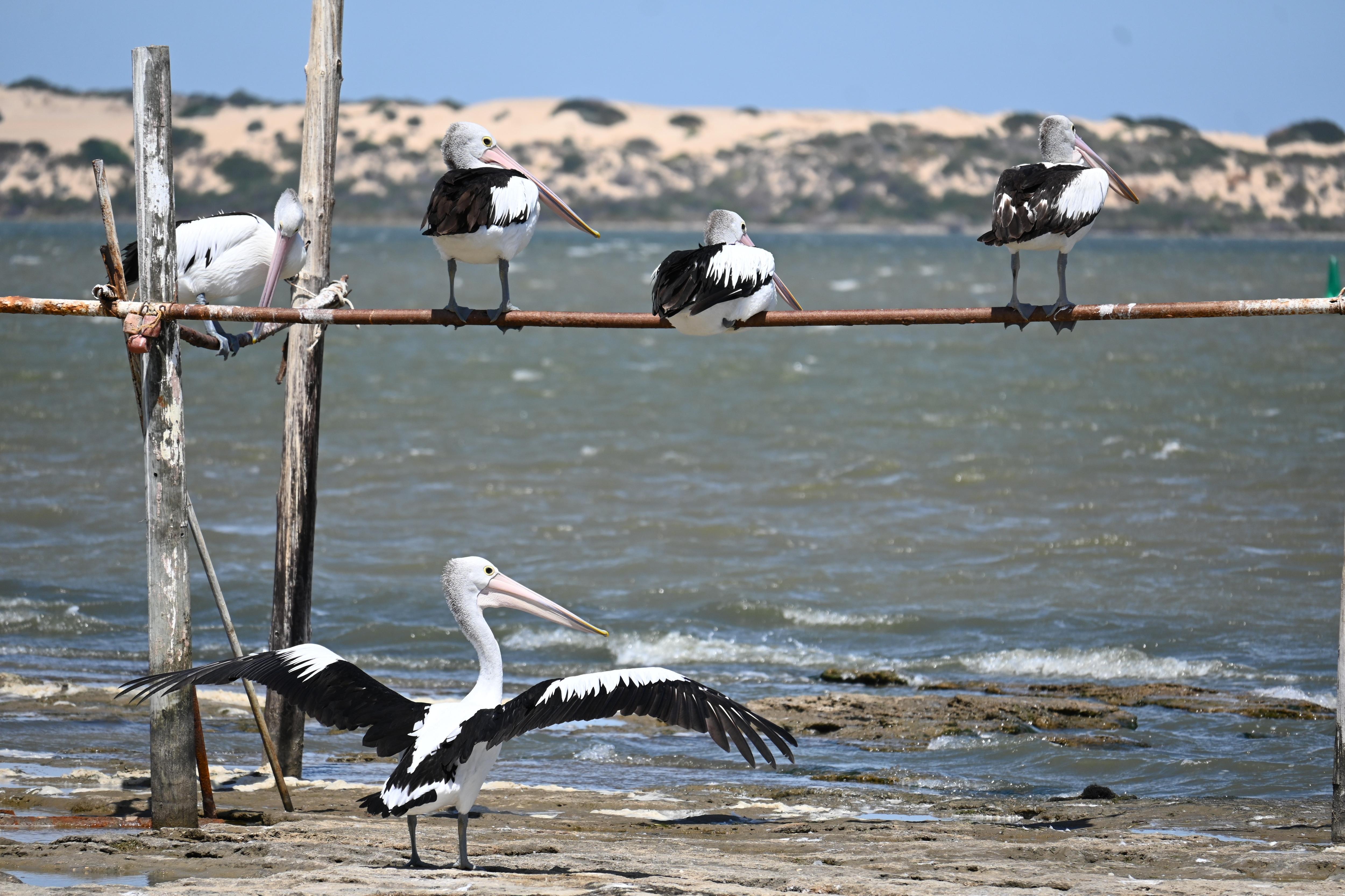 Major new developments will need to be assessed on River Murray