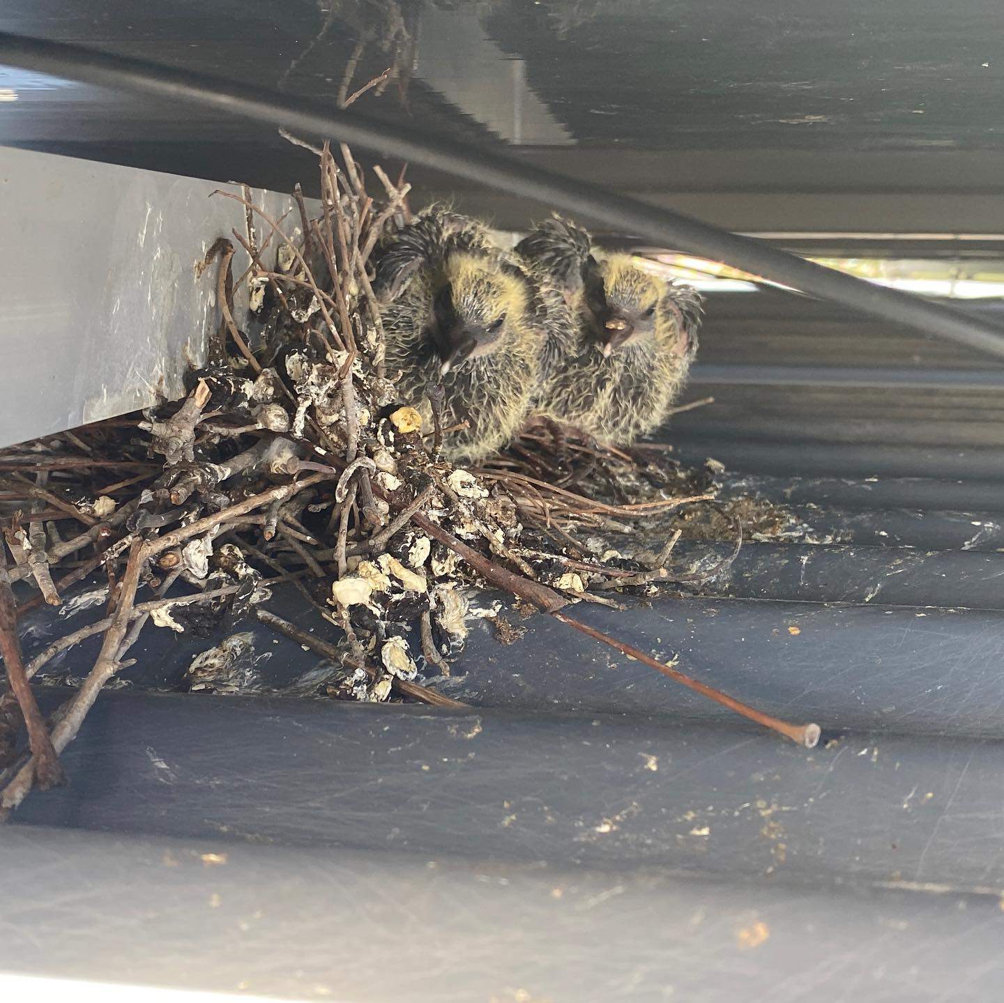 Can Birds Damage Solar Panels? How To Protect Your Solar System From Bird? New Jersey Solar Tech