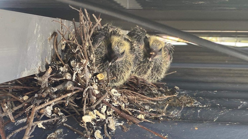 Two pigeon chicks sit in a nest under a solar panel.