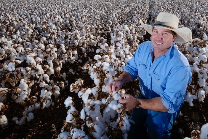 Farmer in a field of cotton