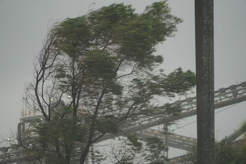 A tree is blown in the wind