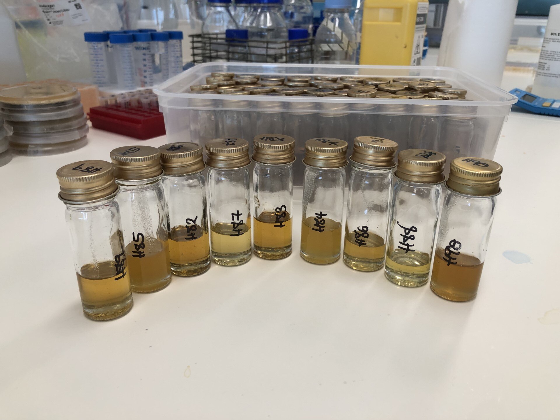 Honeypot ants from deep in the West Australian Goldfields could hold