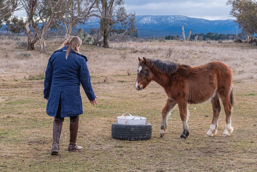 A woman in a blue jacket walks towards a brumby foal that is feeding, mountains in the background.