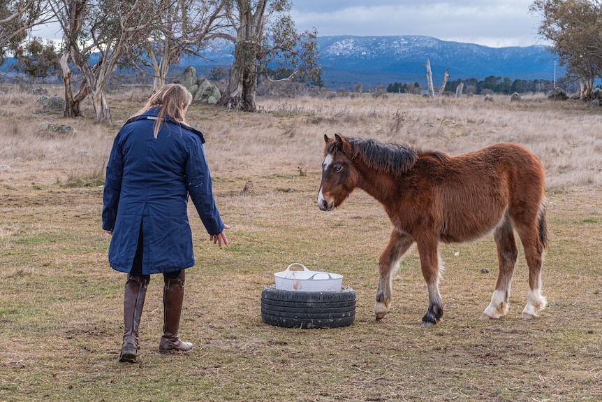 A woman in a blue jacket walks towards a brumby foal that is feeding, mountains in the background.