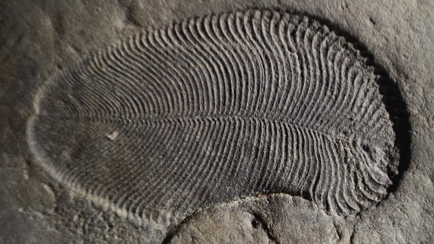 Close up of a Dickinsonia fossil