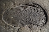 Close up of a Dickinsonia fossil
