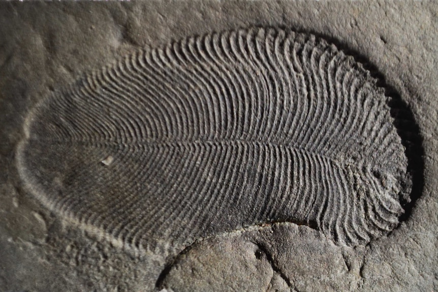 Primul plan al unei fosile Dickinsonia