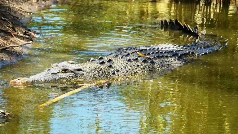 A 3.8 metre saltwater crocodile is partially submerged in an estuary.