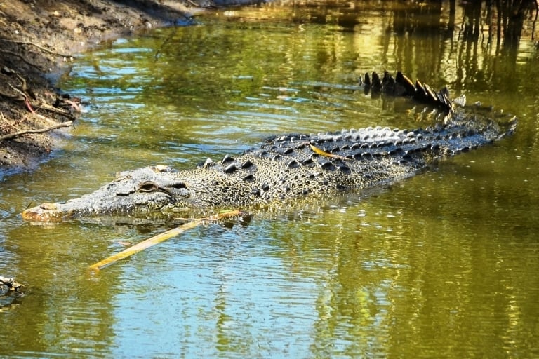 A 3.8 metre saltwater crocodile is partially submerged in an estuary.