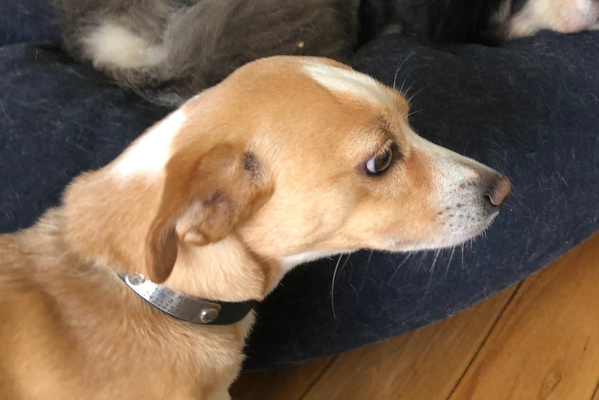 Worried dog with facial tension