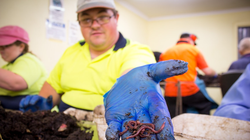 A blue gloved hand holding worms with worm farm workers in background.