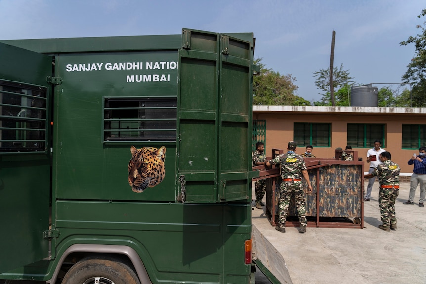 Une équipe de rangers du parc national Sanjay Gandhi organise une démonstration de leur sauvetage