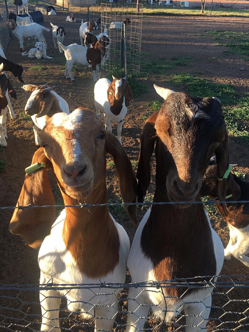 Two goats stand up on a fence to look straight at the camera