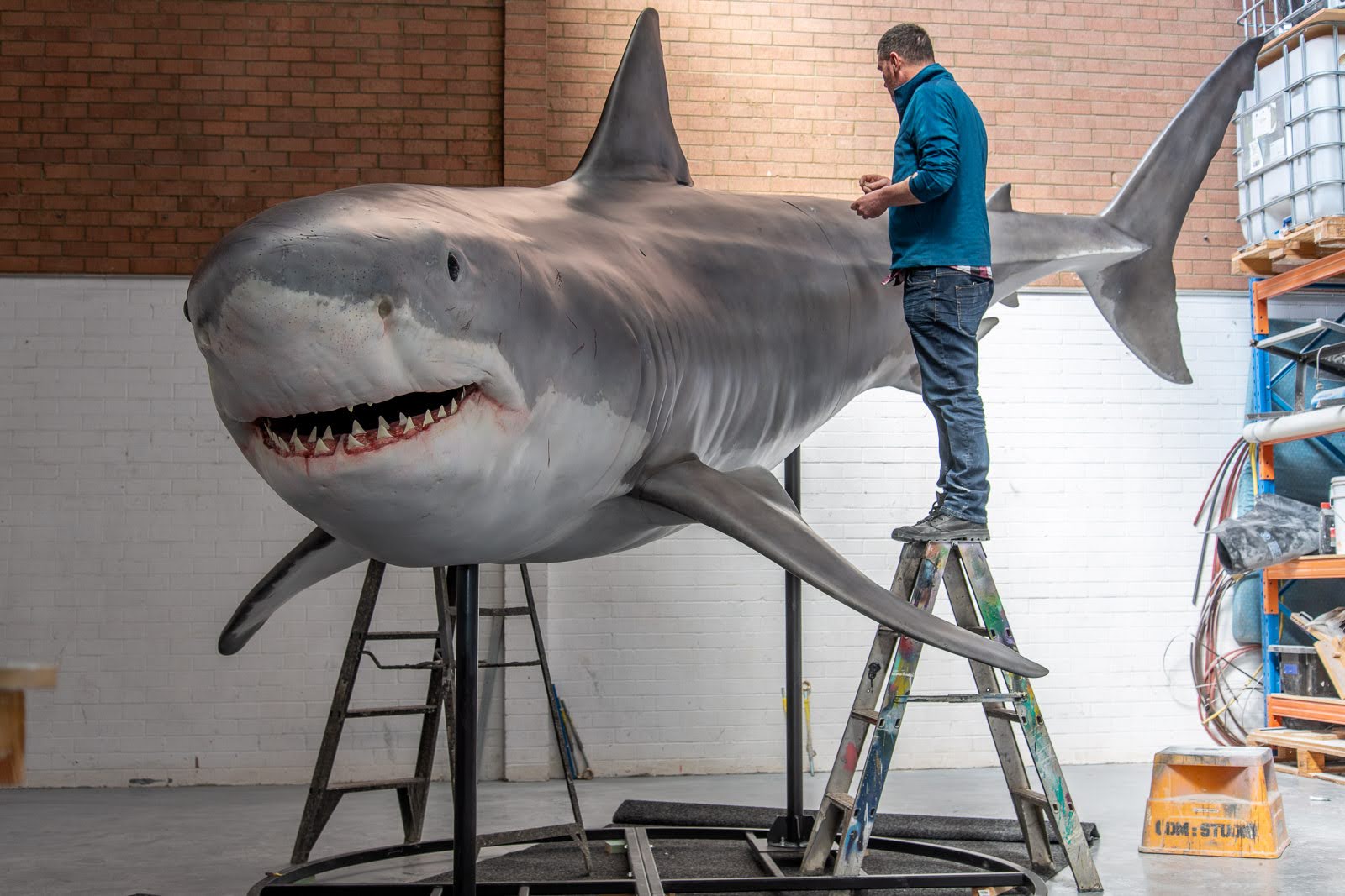 West Aussie sharks on their way to hang in The Australian Museum ABC