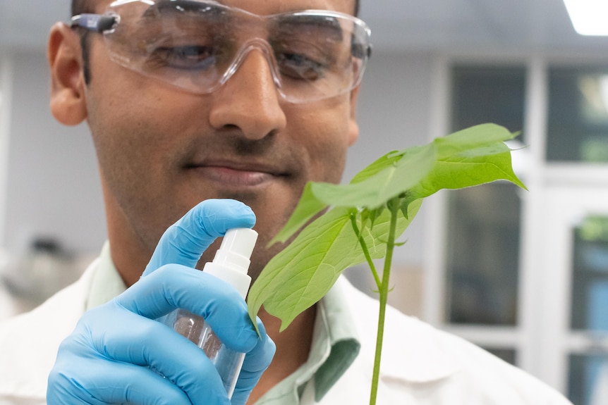 a man spraying a plant with a small spray bottle.