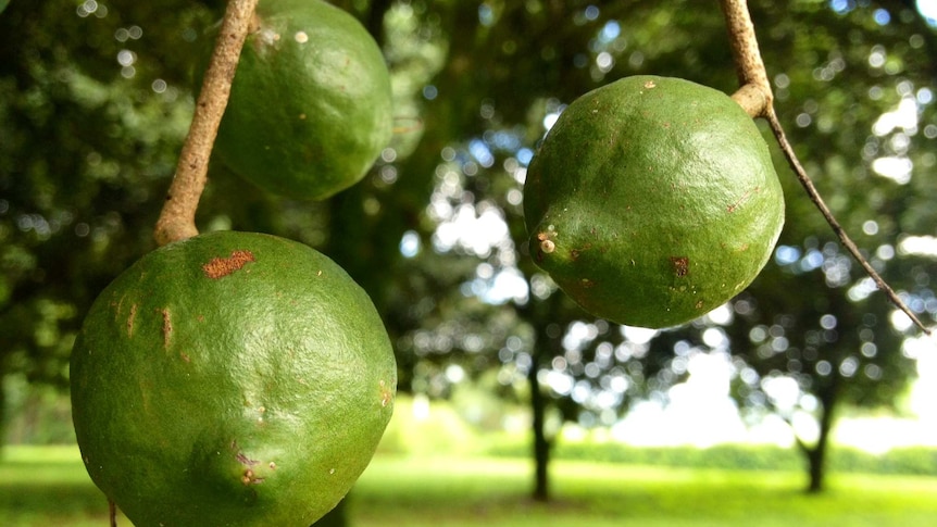 Three green macadamia nuts on a tree.