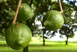 Three green macadamia nuts on a tree.