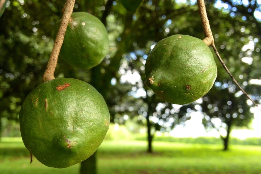 Australian macadamia growers are investing $1 million to promote their product in China