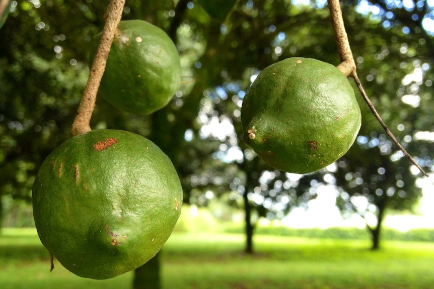 Three green macadamia nuts on a tree.