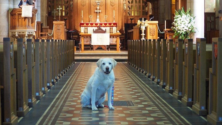 Nixon the dog at St Peter's Cathedral