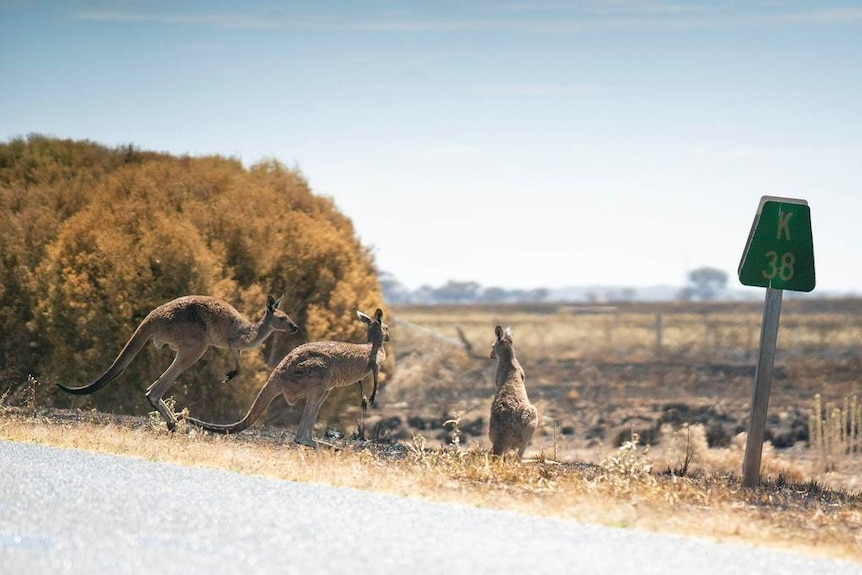 Kangaroos at the side of the road after a fire.