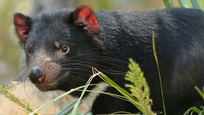 At risk: tasmanian devils in the wild