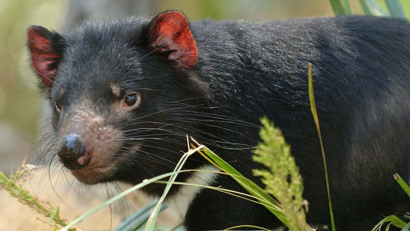 A deadly contagious facial cancer has drastically reduced the tasmanian devil population (File photo).