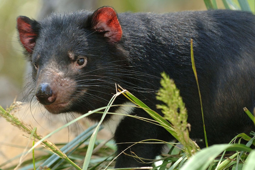 The tasmanian devil park would be about conservation, breeding and tourism. (File photo)