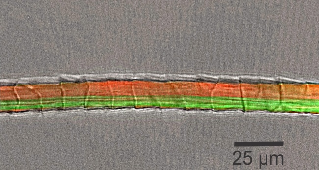 Compile of microscopic images of sheep wool