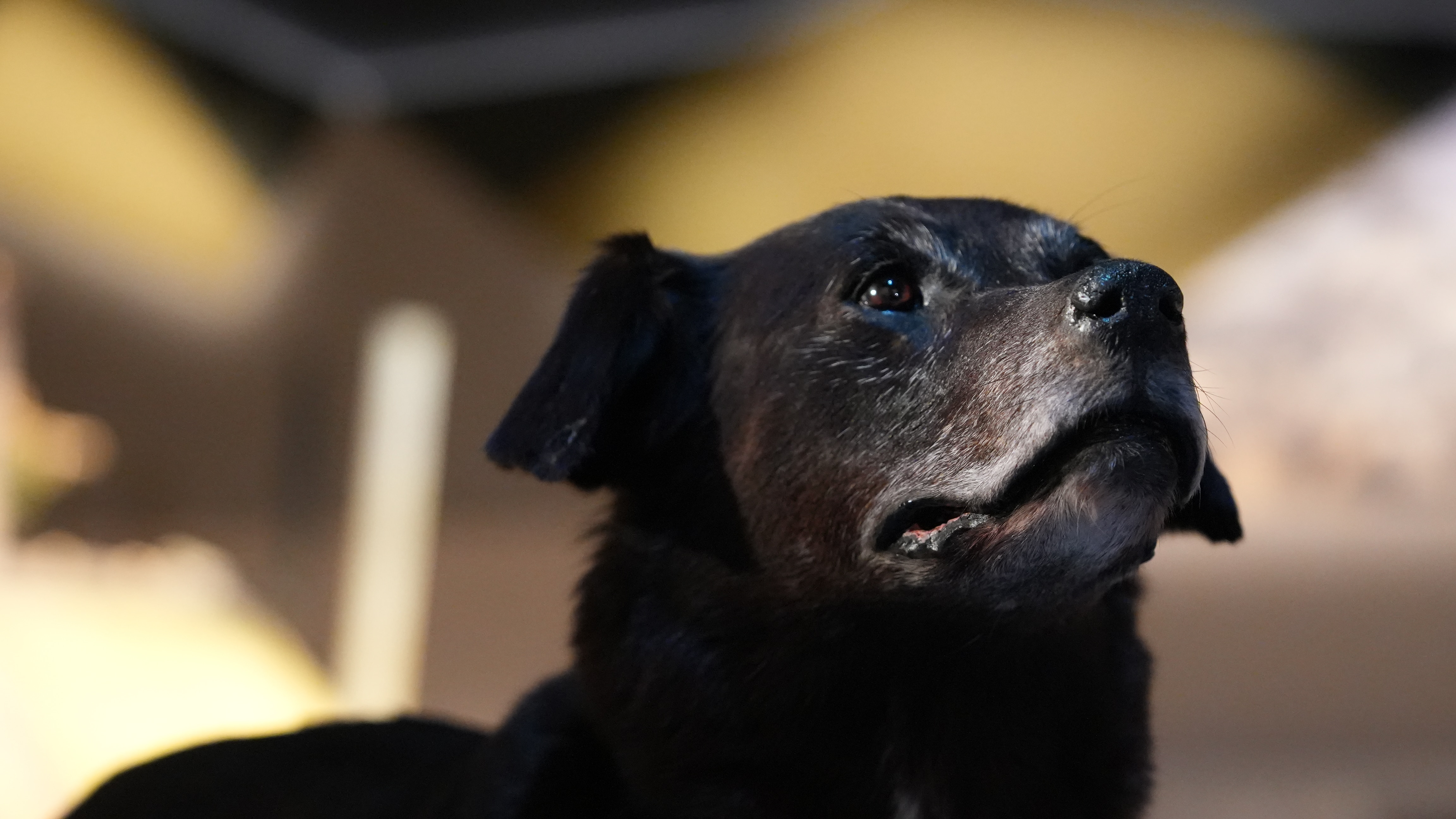 A taxidermied black labrador dog looks upward, lit by exhibition lights.