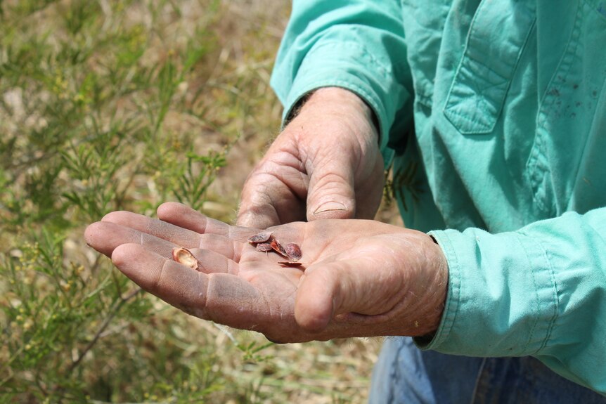 A farmer holds out his hand showing the seeds from native trees, with shrubs in the background.