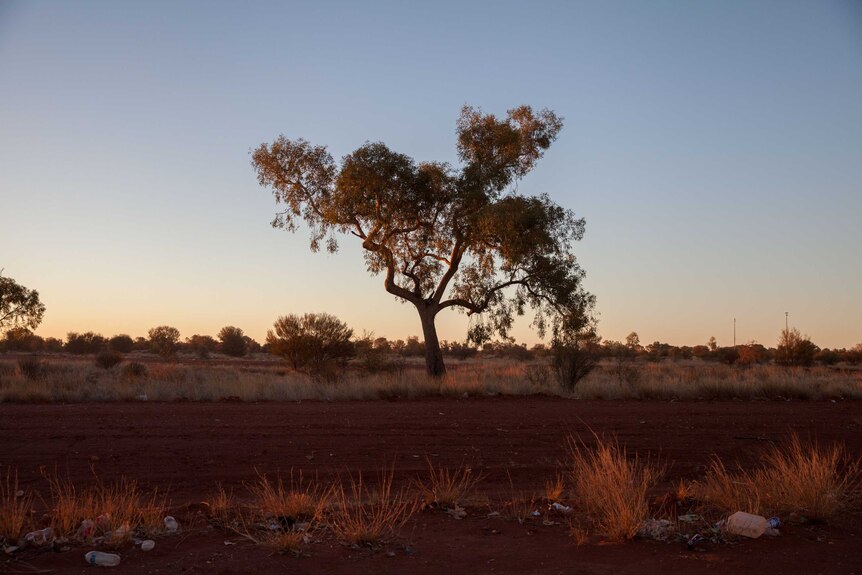 A lone tree on a street in Warburton, WA at sunset.