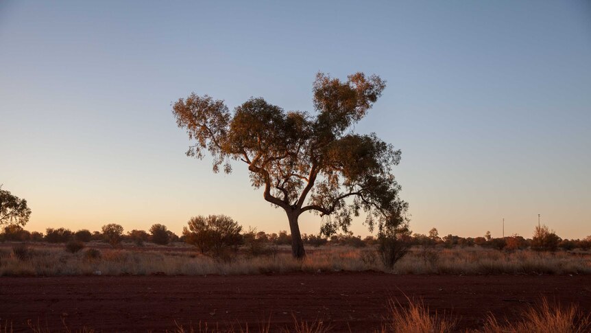 A lone tree on a street in Warburton, WA at sunset.