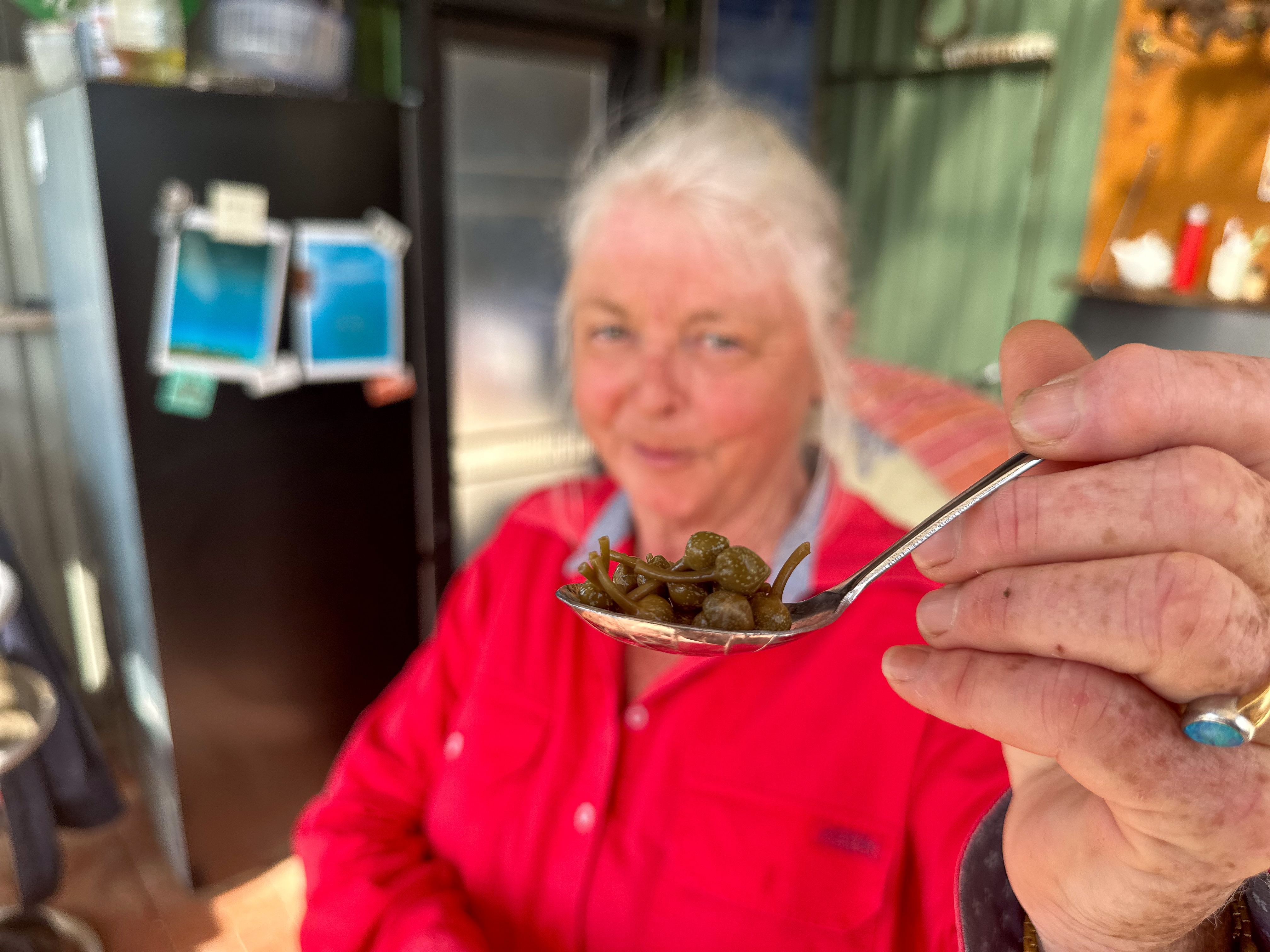 Australian caper farmers selling hardwon harvest to restaurants, home cooks for up to 50 per