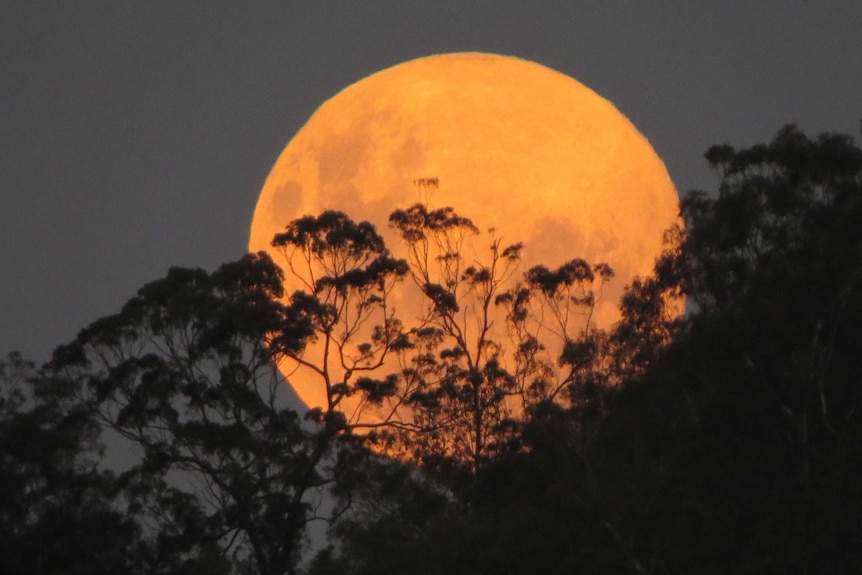 Golden moon on the horizon