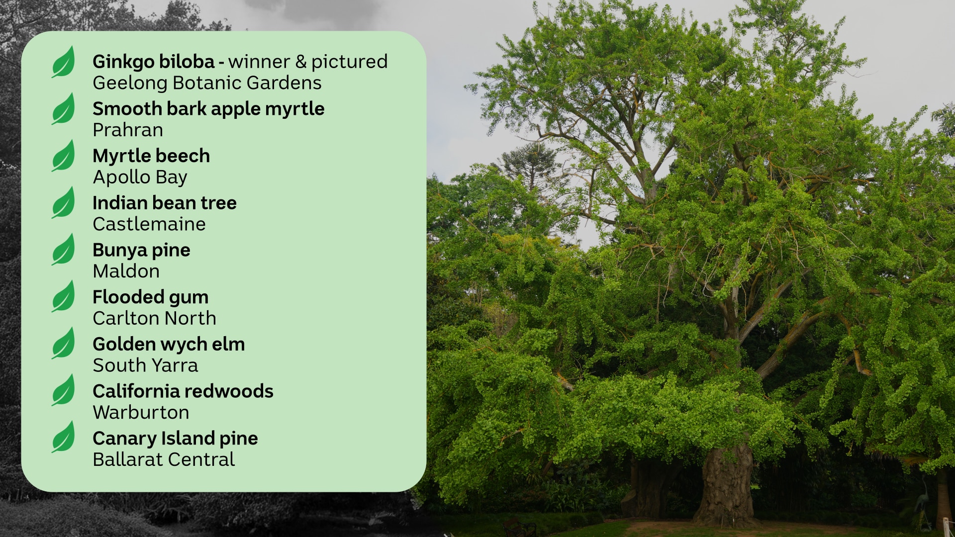 A list of finalists in the tree of the year competition shows finalists in Geelong, Prahran, Apollo Bay, Maldon and Ballarat.