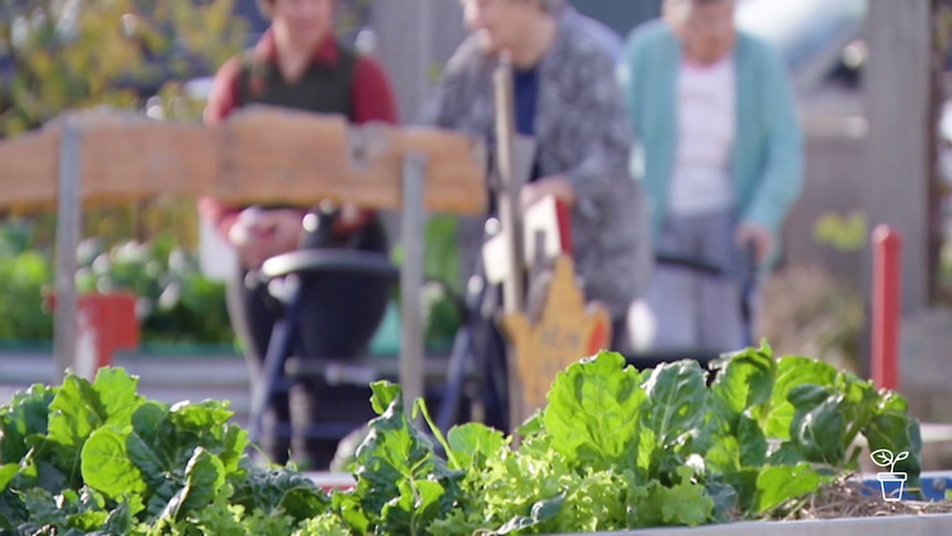 Vegie garden with elderley in background using walkers