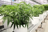 IMAGE - medifarm medical cannabis plants