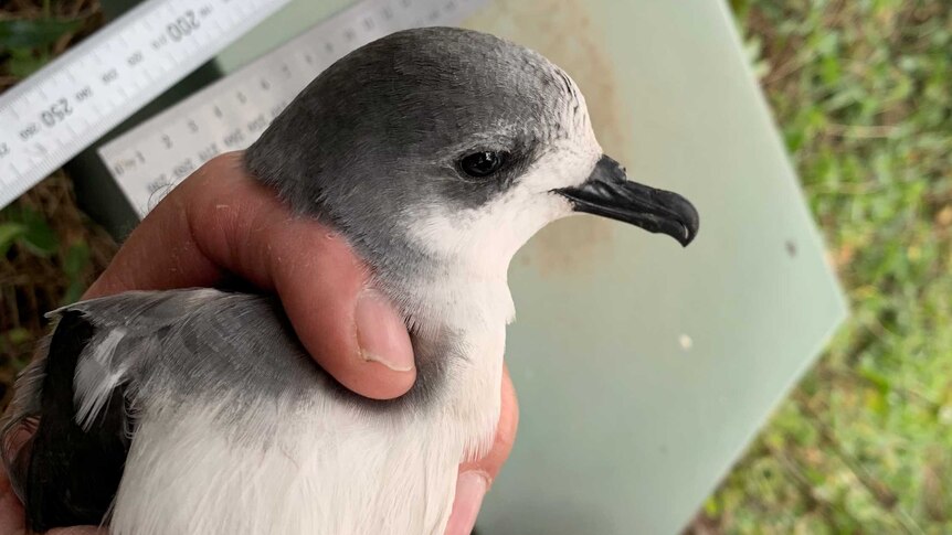 A grey and white seabird being held, with a measuring tape in the background.