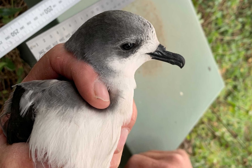 A grey and white seabird being held, with a measuring tape in the background.