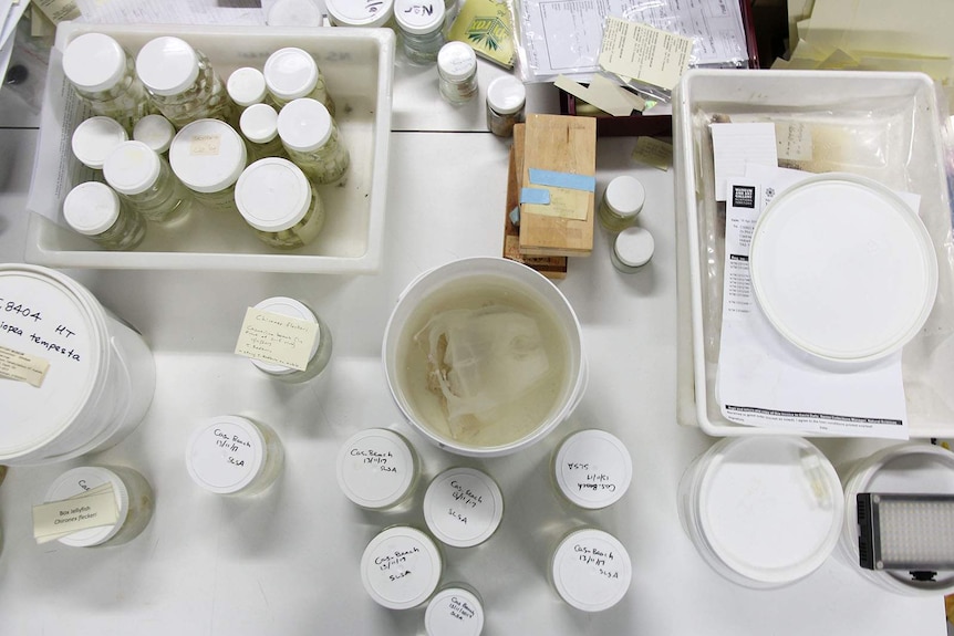 A birdseye view of jars containing marine life, and a container with a large dead jellyfish inside.