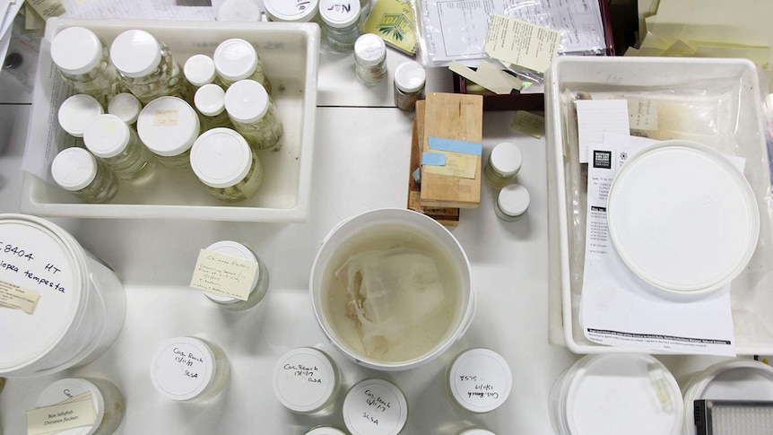 A birdseye view of jars containing marine life, and a container with a large dead jellyfish inside.