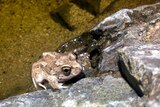 A Spencer's burrowing frog climbes out of a shallow water hole at Simpsons Gap.