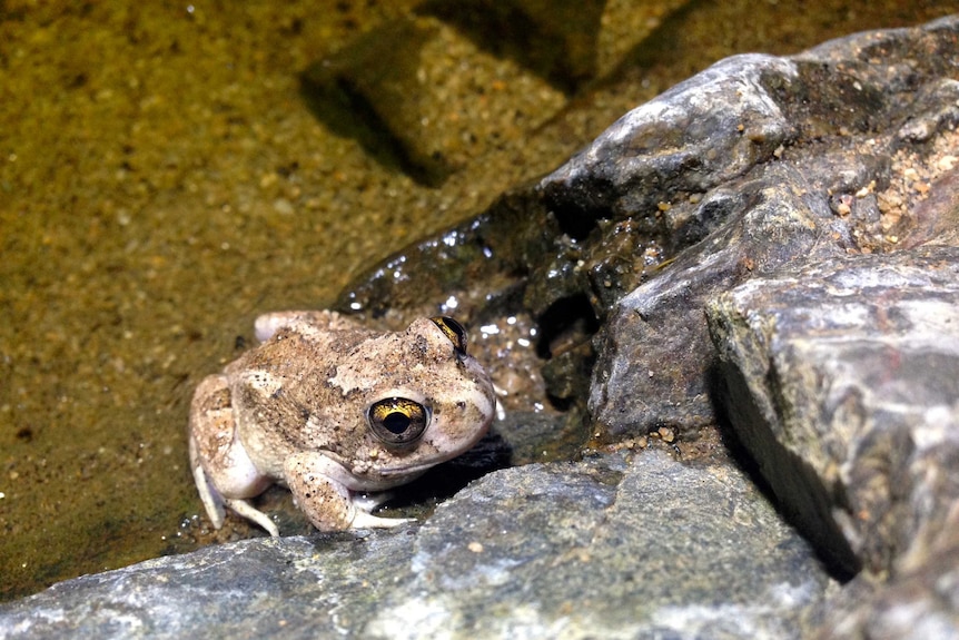 A Spencer's burrowing frog climbes out of a shallow water hole at Simpsons Gap.