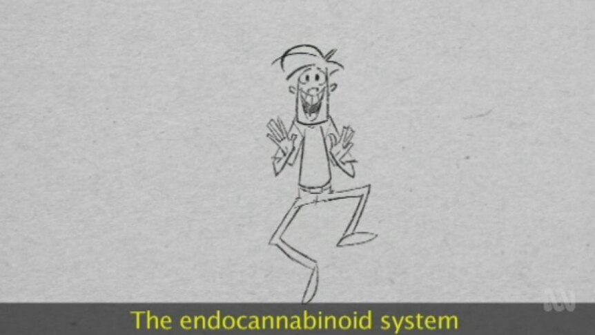 Your body's natural cannabis system
