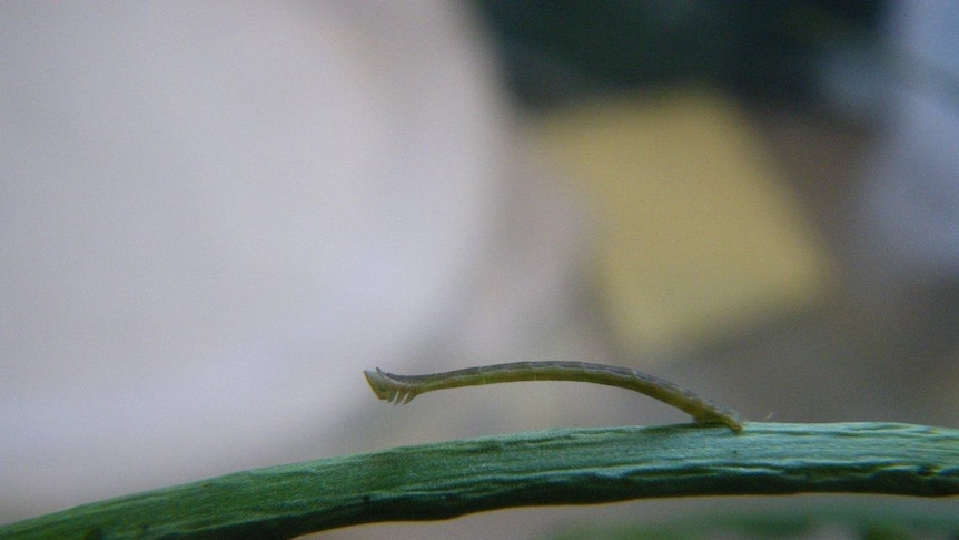 Tiny moths may hold key to control of noxious weed