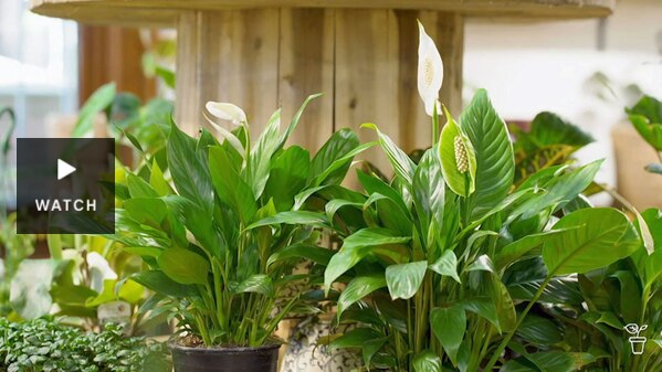 Peace Lily pot plants displayed indoors. Has Video.