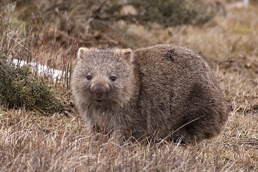 A wombat in the grass in Tasmania's Central Plateau