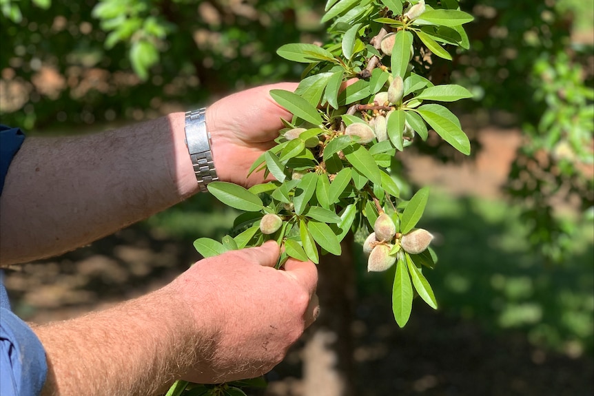 Fresh almonds at Sunraysia farm